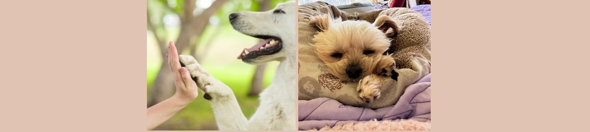 Big white dog; little brown dog.