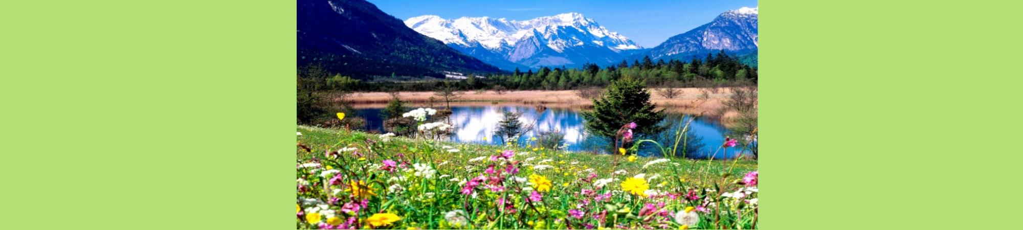 Summery view of wildflowers and show-capped mountains. 