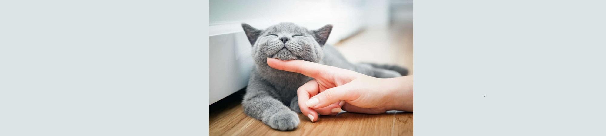 Womans finger petting relaxed gray cat under the chin