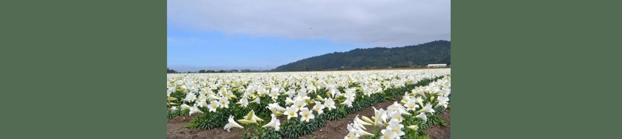 Easter lily field