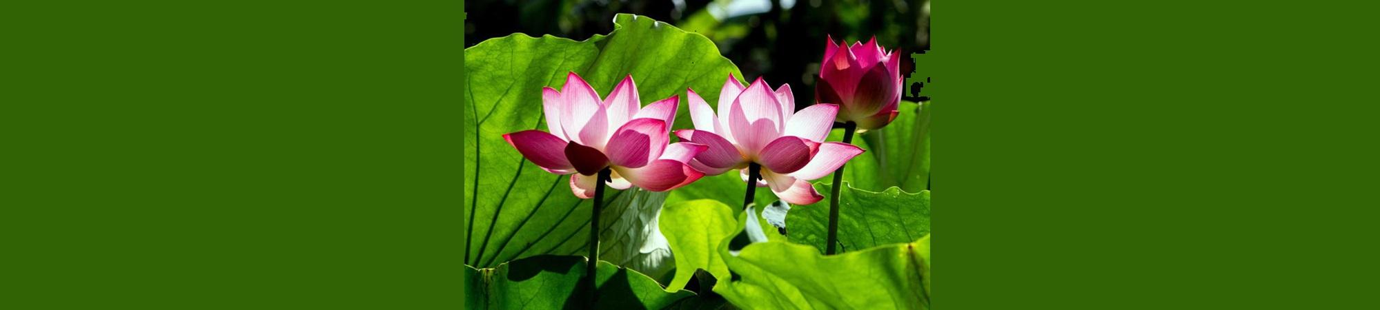 Lotus blooms